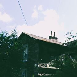 Blackbirds