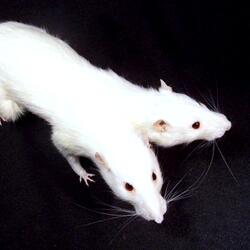 Cursed Rats