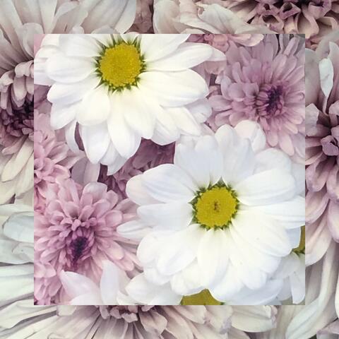 Rotting (feat. Pinkboi)