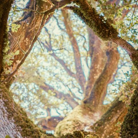 The Early Vine Finds the Sky