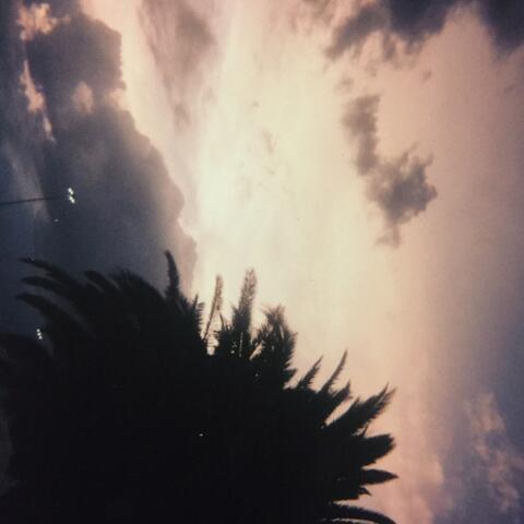 Palm Trees & Losses