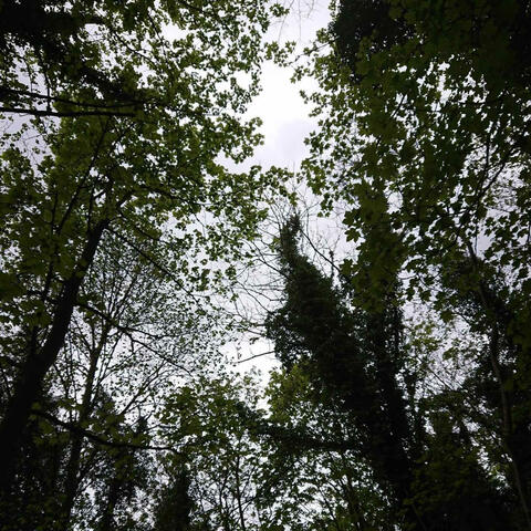 Children of the forest