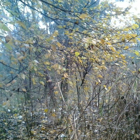 Mapas de Apocalíptica