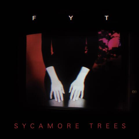 Sycamore Trees