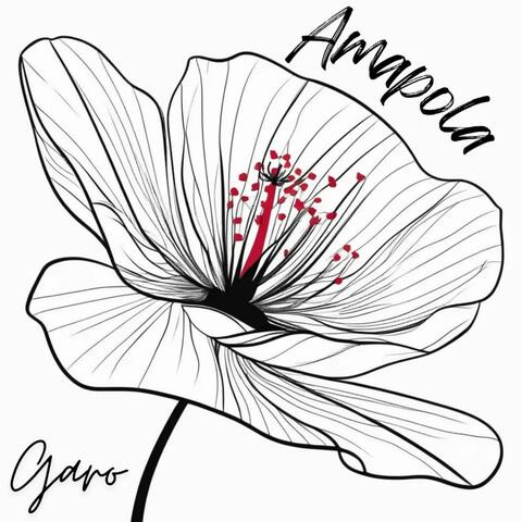 Amapola