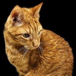 Orange Cat Party