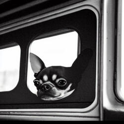 Wheels on the bus (Lil Dogg edition)