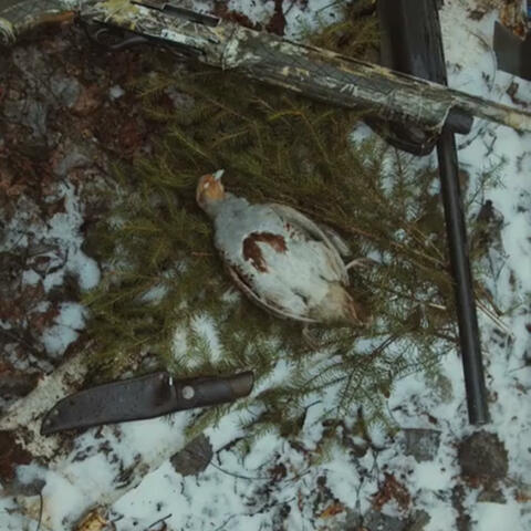 the stains of autumn
