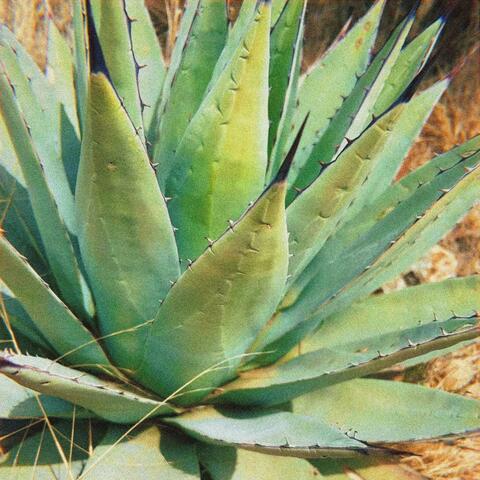 AGAVE