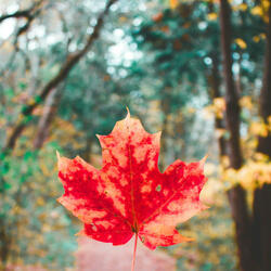 Autumn in Vermont