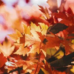 Seasonal Winds