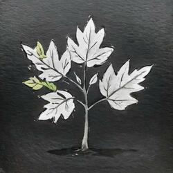 Without a Shadow of a Doubt