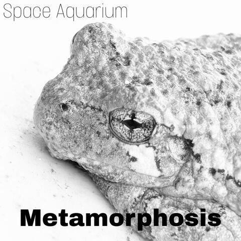 Metamorphosis (Instrumental Version)