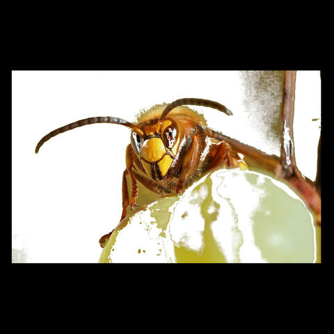 Hornets (For Daddo)