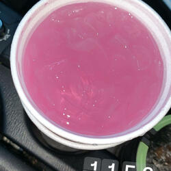 Double cup) WanTurnt