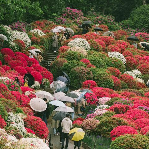 blooms