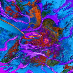 BACKWOOD . acoustic .