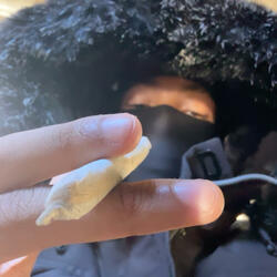 CD Yungins