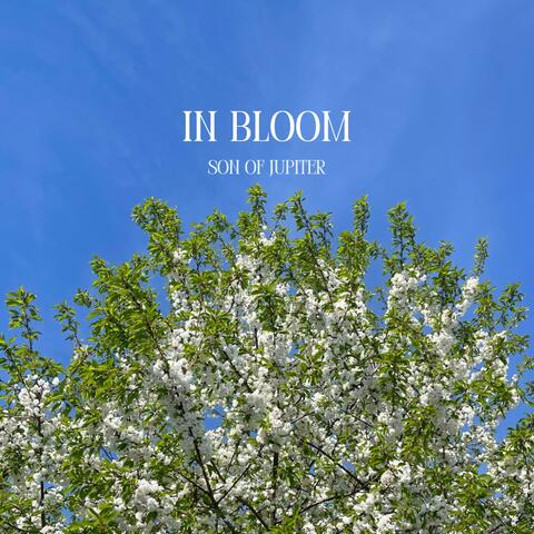 In Bloom