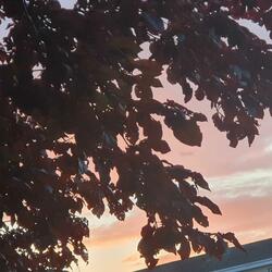 TheLastLeavesOfSummer