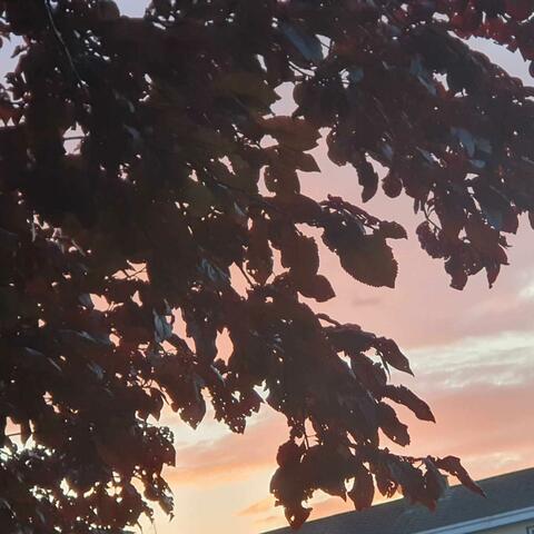 TheLastLeavesOfSummer