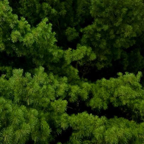 Evergreen EP