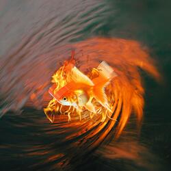 FISHTANK ON FIRE