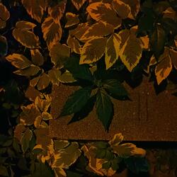 Smoke Leaves (feat. George Olivier)