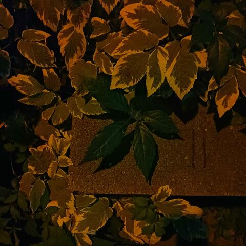 Smoke Leaves (feat. George Olivier)