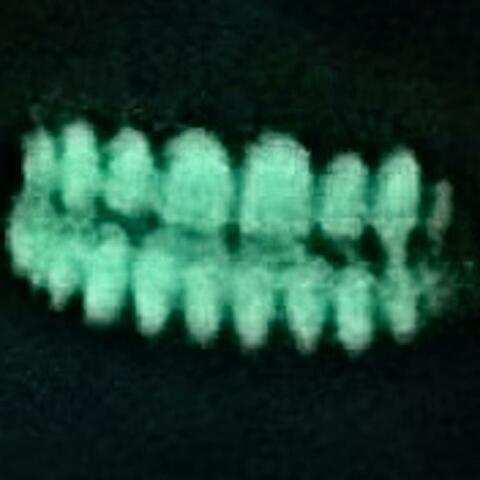TEETH