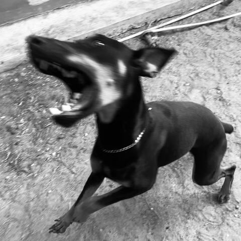 REINA DEL PERREO
