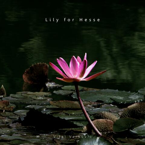 Lily for Hesse