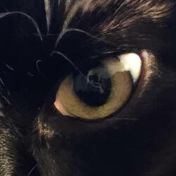 Cat on the Edge of Madness
