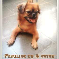 Familiar de 4 patas