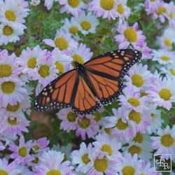 Hanging In The Hammock (feat. Jasmine)
