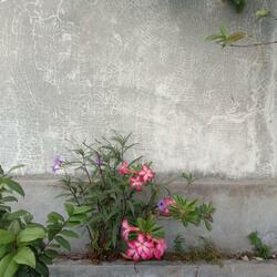 Rising from the Ashes