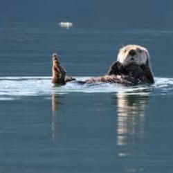 Otter's Love