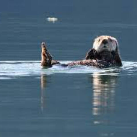 Otter's Love