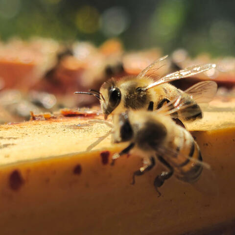 Collect Pollen, Make Honey