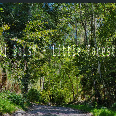 Little Forest
