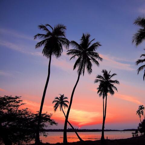 Palms