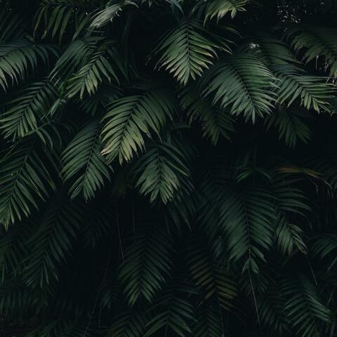 Forests of Might