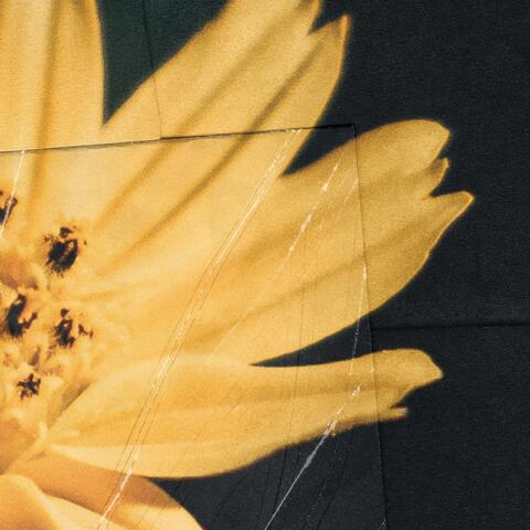 Ninth Dimension Wasp