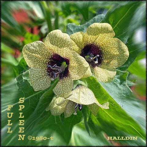 Full Spleen ©1980-t