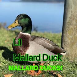 Im a duck
