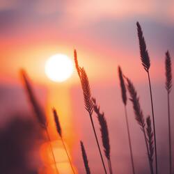 Calm Atmospheric Dream