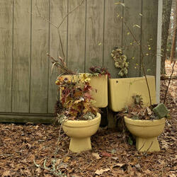 weak in the knees, feet in the trees