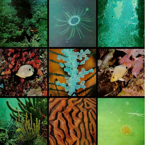 Ocean Floor