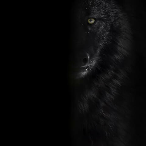 ALL WOLVES HUNT IN PACKS PRELUDE