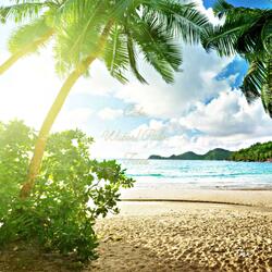 Calm Water/Palm Trees